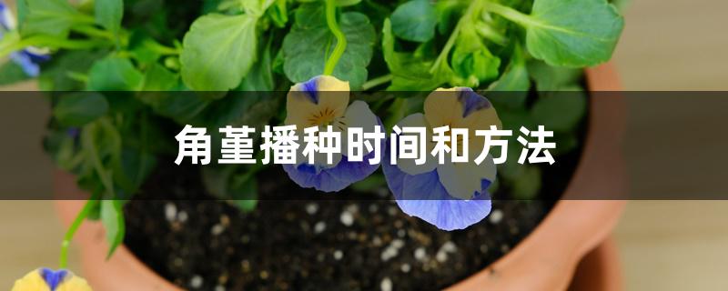 角堇播种时间和方法 角堇播种时间和方法