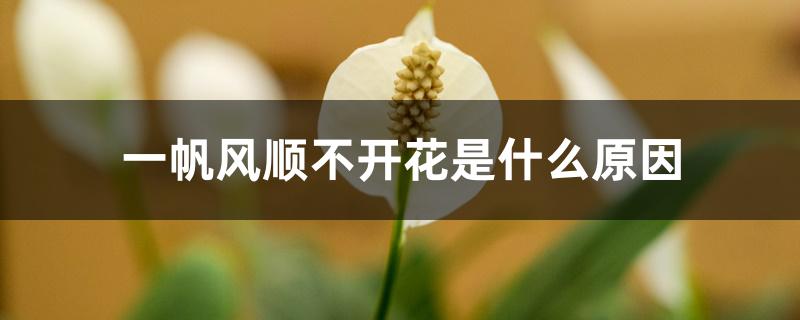 一帆风顺不开花是什么原因