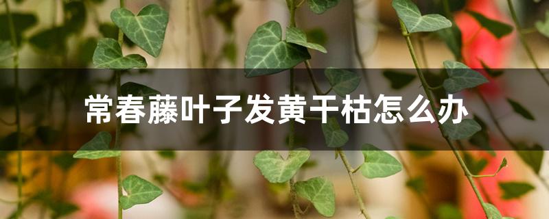 常春藤叶子发黄干枯怎么办 常春藤叶子发黄干枯怎么办