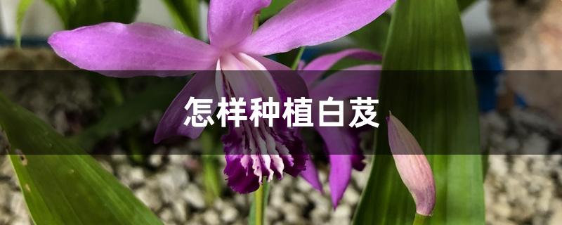 怎样种植白芨 怎样种植白芨