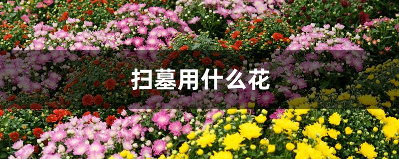 扫墓用什么花 扫墓用什么花