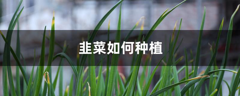 韭菜如何种植 韭菜如何种植