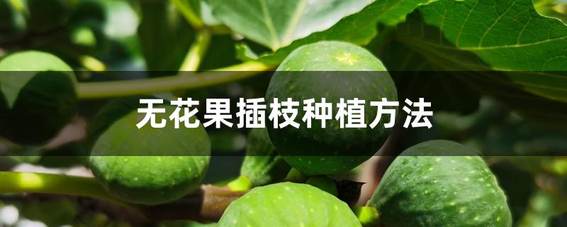 无花果插枝种植方法 无花果插枝种植方法