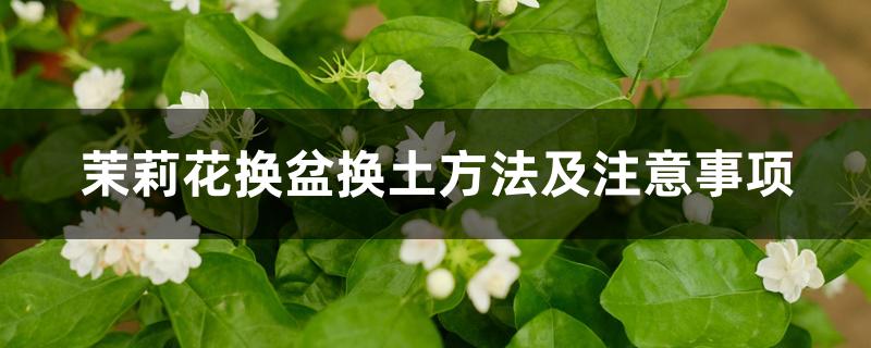 茉莉花换盆换土方法及注意事项 茉莉花换盆换土方法及注意事项