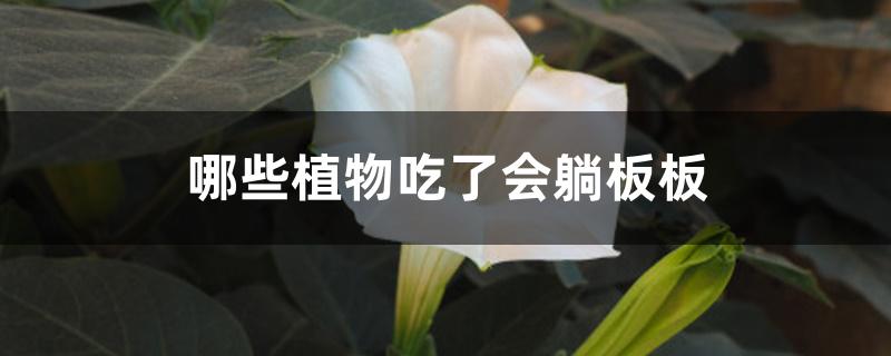 哪些植物吃了会躺板板 哪些植物吃了会躺板板
