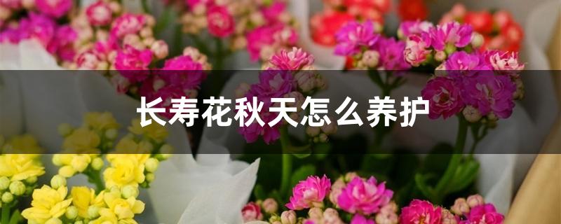 长寿花秋天怎么养护 长寿花秋天怎么养护