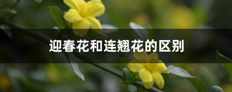 迎春花和连翘花的区别 迎春花和连翘花的区别