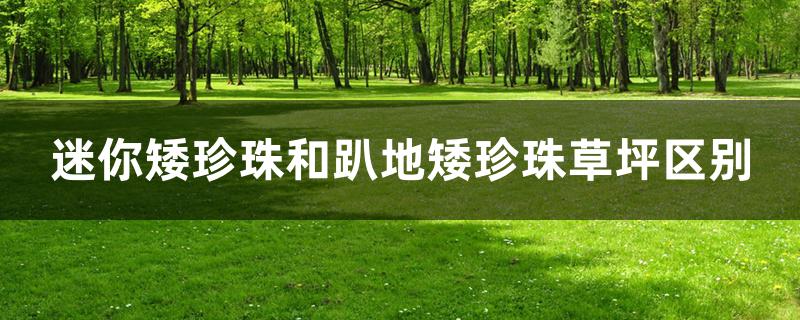 迷你矮珍珠和趴地矮珍珠草坪区别 迷你矮珍珠和趴地矮珍珠草坪区别