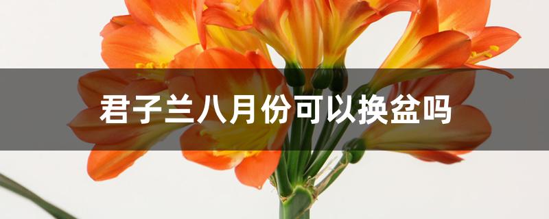 君子兰八月份可以换盆吗