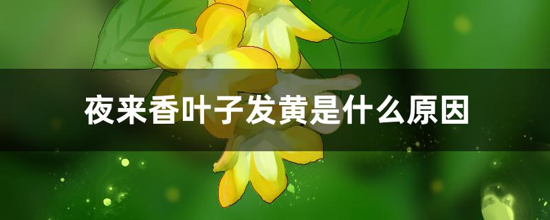 夜来香叶子发黄是什么原因 夜来香叶子发黄是什么原因