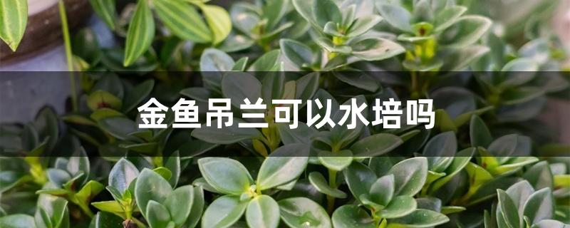 金鱼吊兰可以水培吗 金鱼吊兰可以水培吗
