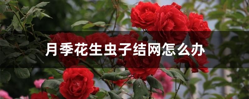 月季花生虫子结网怎么办 月季花生虫子结网怎么办