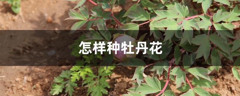 怎样种牡丹花 怎样种牡丹花