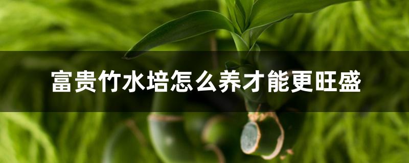 富贵竹水培怎么养才能更旺盛 富贵竹水培怎么养才能更旺盛
