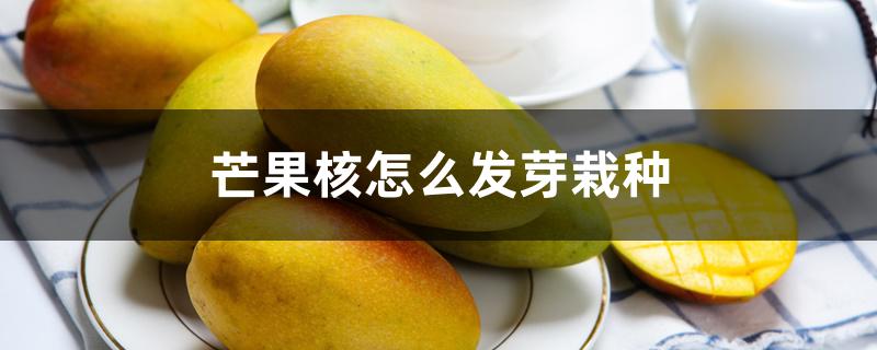 芒果核怎么发芽栽种 芒果核怎么发芽栽种