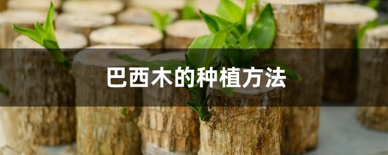 巴西木的种植方法 巴西木的种植方法