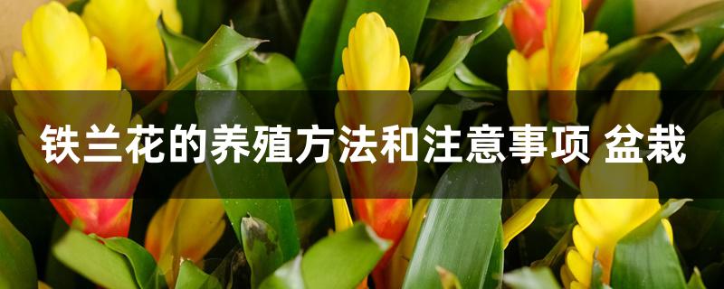 铁兰花的养殖方法和注意事项 盆栽 铁兰花的养殖方法和注意事项 盆栽