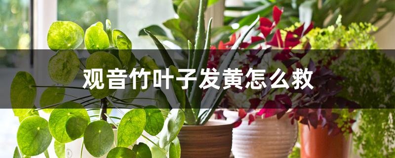 观音竹叶子发黄怎么救 观音竹叶子发黄怎么救