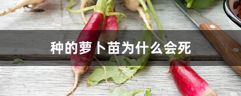 种的萝卜苗为什么会死 种的萝卜苗为什么会死