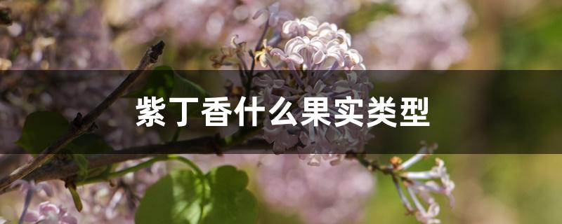 紫丁香什么果实类型 紫丁香什么果实类型