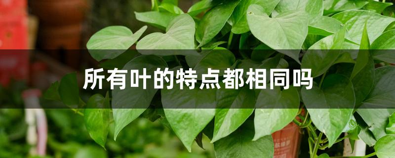 所有叶的特点都相同吗 所有叶的特点都相同吗