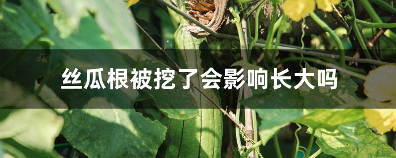 丝瓜根被挖了会影响长大吗 丝瓜根被挖了会影响长大吗