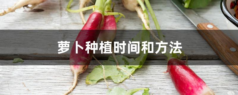 萝卜种植时间和方法 萝卜种植时间和方法