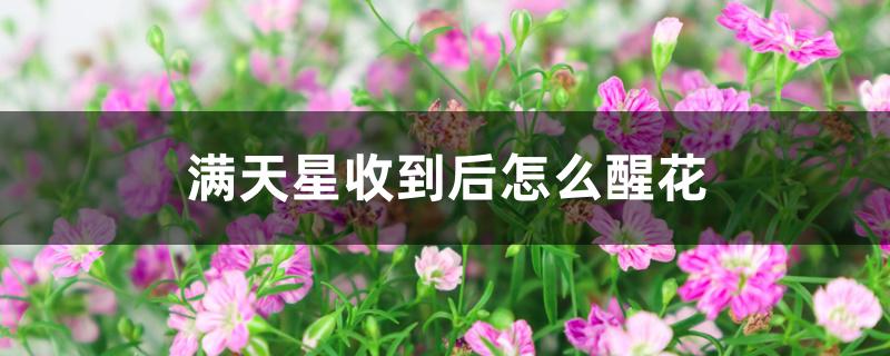 满天星收到后怎么醒花 满天星收到后怎么醒花