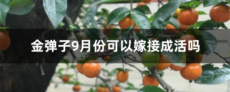 金弹子9月份可以嫁接成活吗 金弹子9月份可以嫁接成活吗