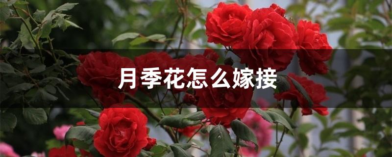 月季花怎么嫁接 月季花怎么嫁接