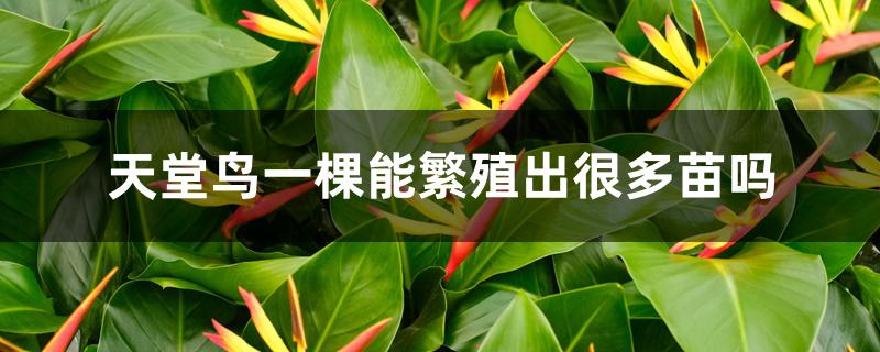 天堂鸟一棵能繁殖出很多苗吗 天堂鸟一棵能繁殖出很多苗吗