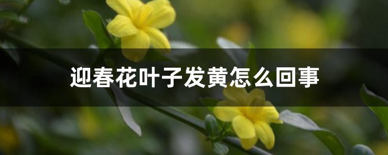 迎春花叶子发黄怎么回事 迎春花叶子发黄怎么回事