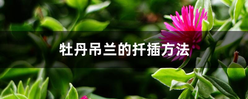 牡丹吊兰的扦插方法 牡丹吊兰的扦插方法