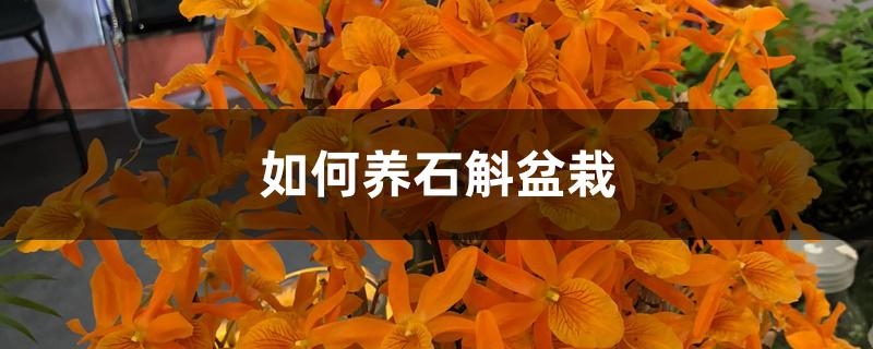 如何养石斛盆栽 如何养石斛盆栽