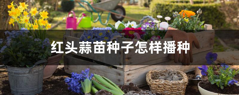 红头蒜苗种子怎样播种 红头蒜苗种子怎样播种