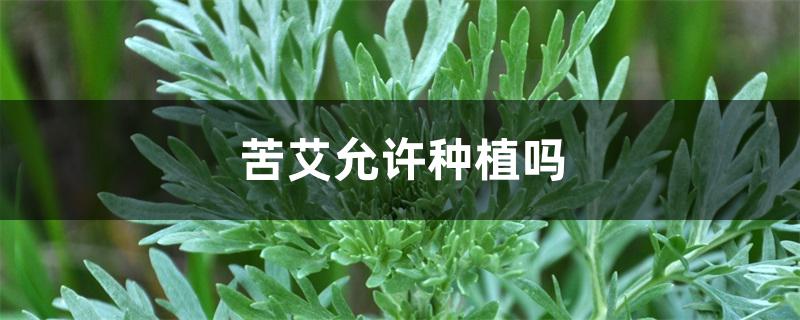 苦艾允许种植吗 苦艾允许种植吗
