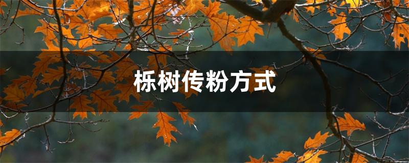 栎树传粉方式 栎树传粉方式