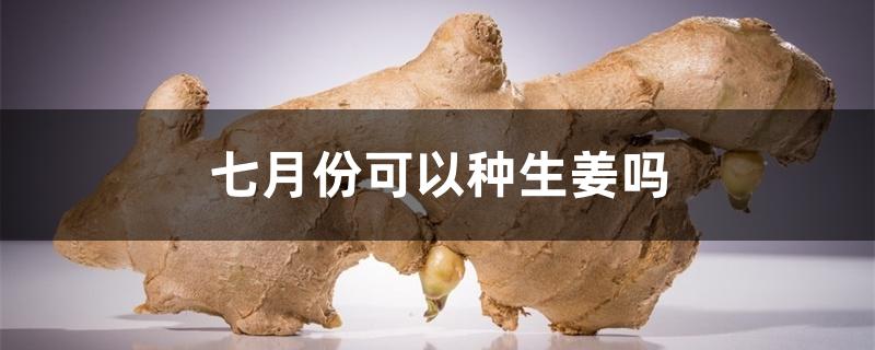 七月份可以种生姜吗 七月份可以种生姜吗