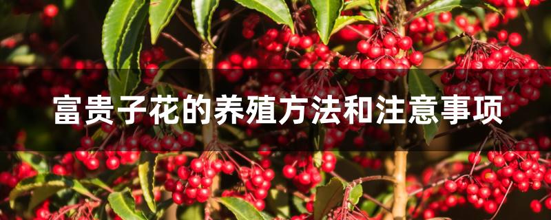 富贵子花的养殖方法和注意事项 富贵子花的养殖方法和注意事项