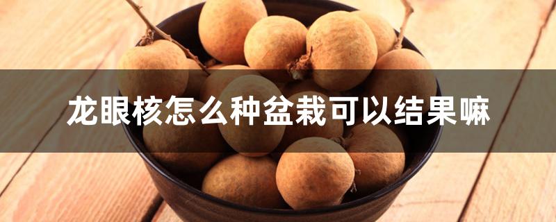 龙眼核怎么种盆栽可以结果嘛 龙眼核怎么种盆栽可以结果嘛