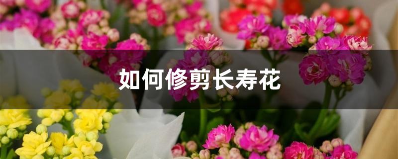 如何修剪长寿花 如何修剪长寿花