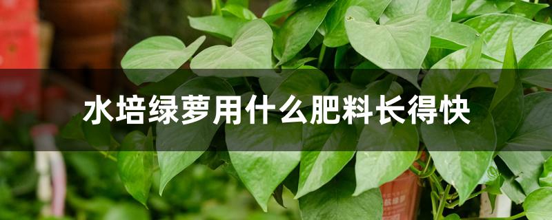 水培绿萝用什么肥料长得快 水培绿萝用什么肥料长得快