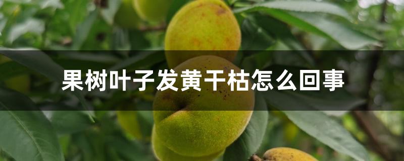 果树叶子发黄干枯怎么回事 果树叶子发黄干枯怎么回事