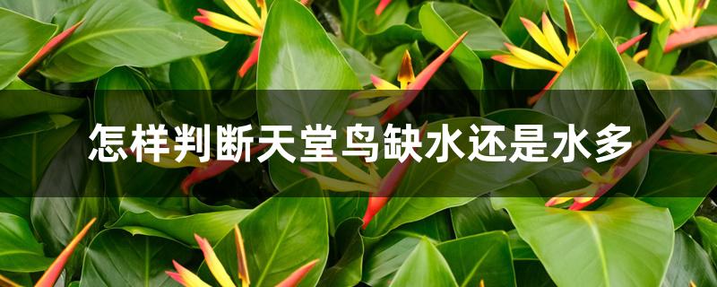怎样判断天堂鸟缺水还是水多 怎样判断天堂鸟缺水还是水多