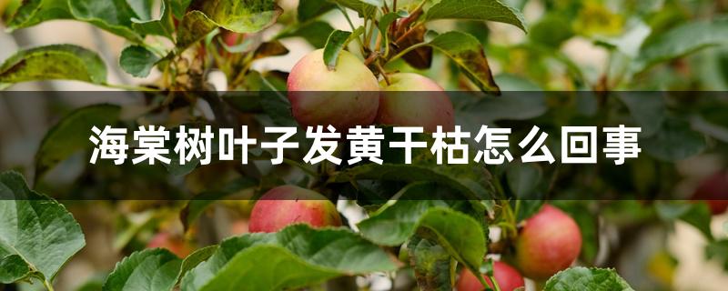 海棠树叶子发黄干枯怎么回事 海棠树叶子发黄干枯怎么回事