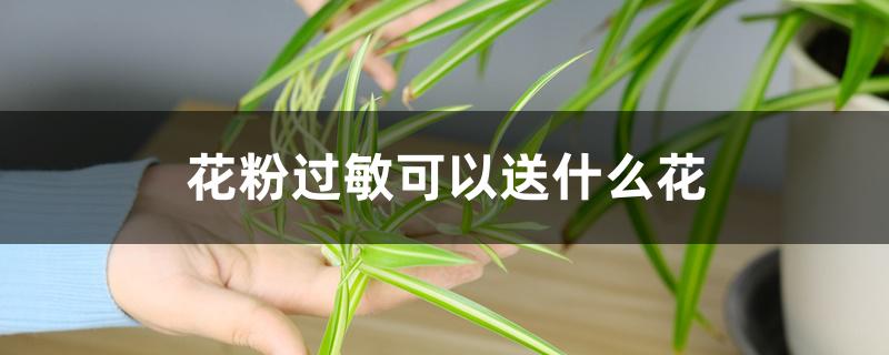 花粉过敏可以送什么花 花粉过敏可以送什么花