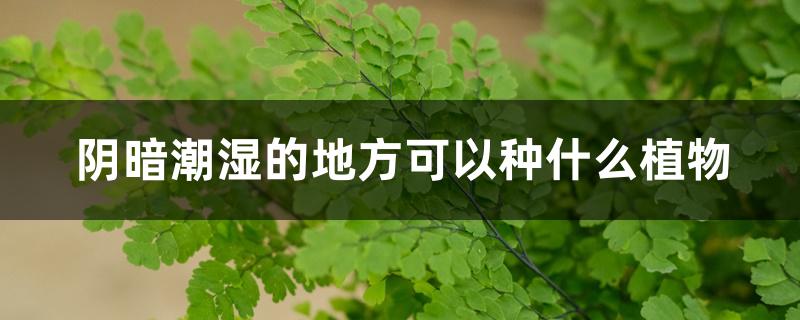 阴暗潮湿的地方可以种什么植物 阴暗潮湿的地方可以种什么植物