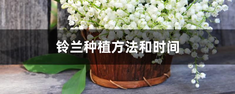 铃兰种植方法和时间 铃兰种植方法和时间