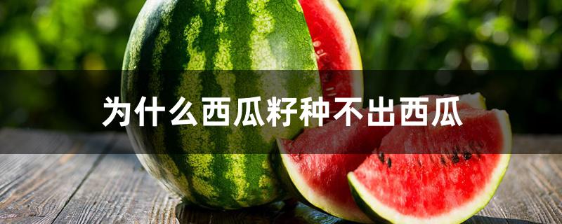 为什么西瓜籽种不出西瓜 为什么西瓜籽种不出西瓜