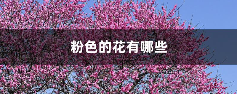 粉色的花有哪些 粉色的花有哪些